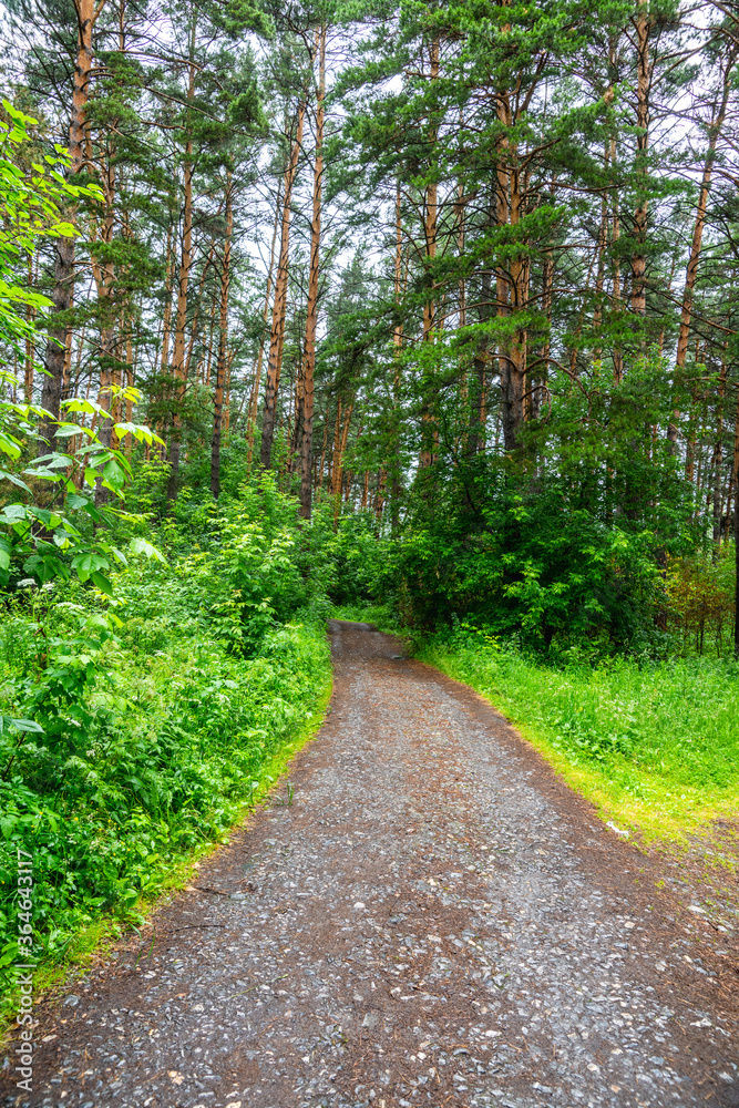 Pathway through beautiful summer forest with different trees
Pathway through beautiful summer forest with different trees