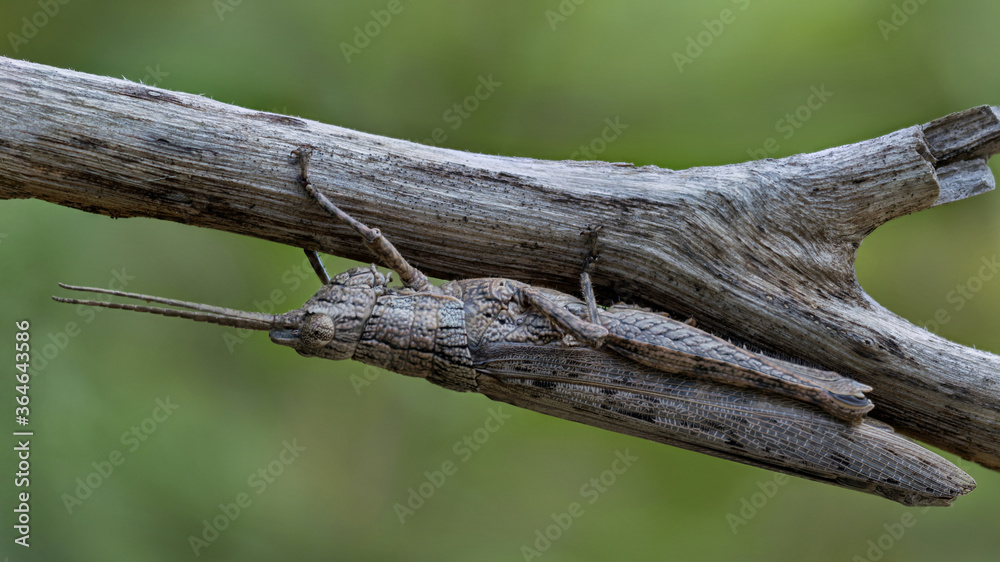 Fototapeta premium Common Adreppus or Stem Grasshopper (Adreppus fallax) under a branch - they feed at night & rest under branches or on tree trunks during the day, cleverly camouflaged