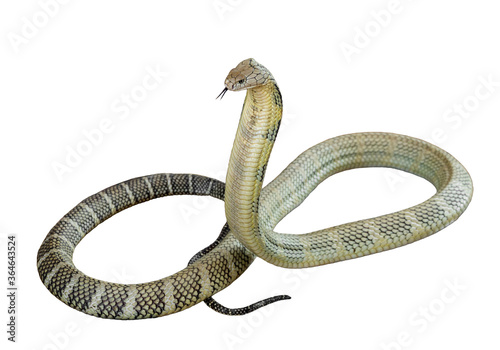 King cobra isolated on a white background