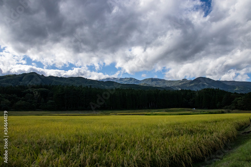 田んぼ