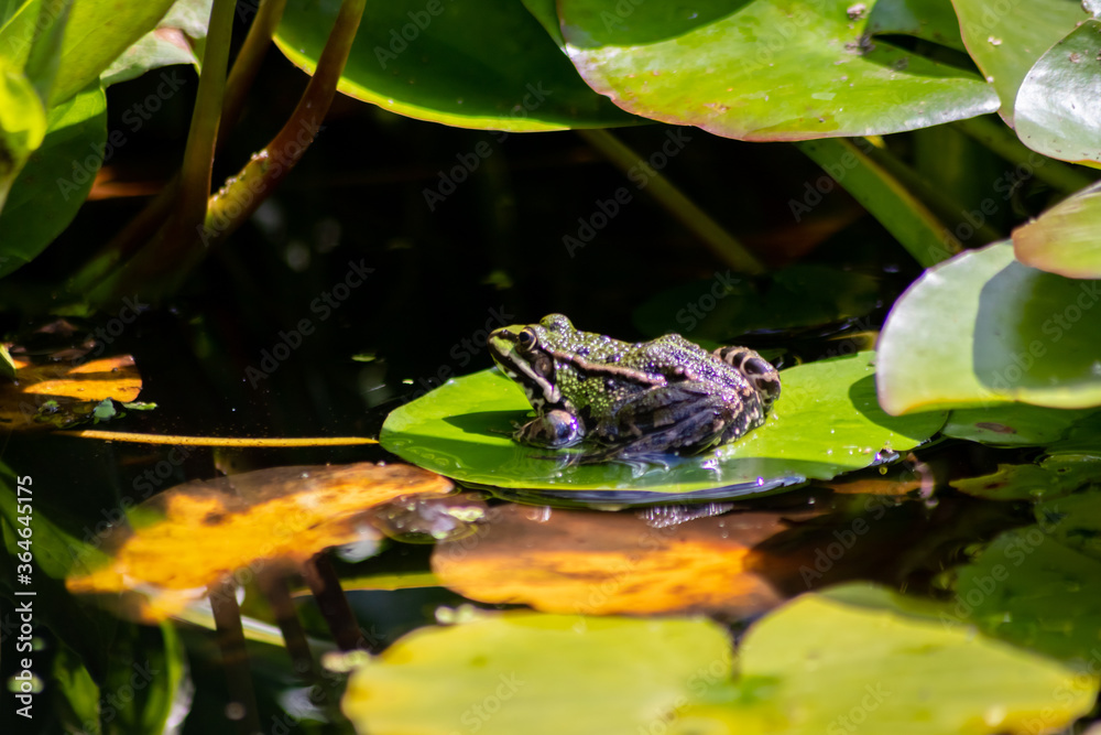 Big green frog lurking in a pond for insects like bees and flies in close-up-view and macro shot shows motionless amphibian with big eyes in a garden pond as healthy ecosystem and natural protection Big green frog lurking in a pond for insects like bees and flies in close-up-view and macro shot shows motionless amphibian with big eyes in a garden pond as healthy ecosystem and natural protection