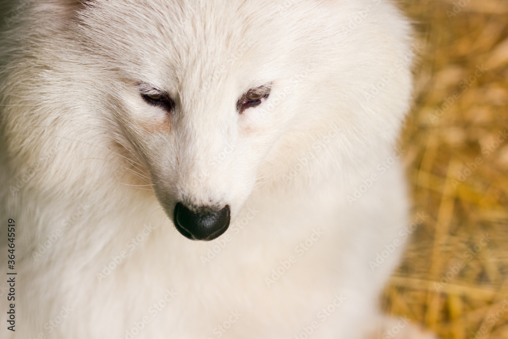 White Arctic fox at the zoo White Arctic fox at the zoo