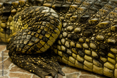 Crocodile skin texture at the zoo