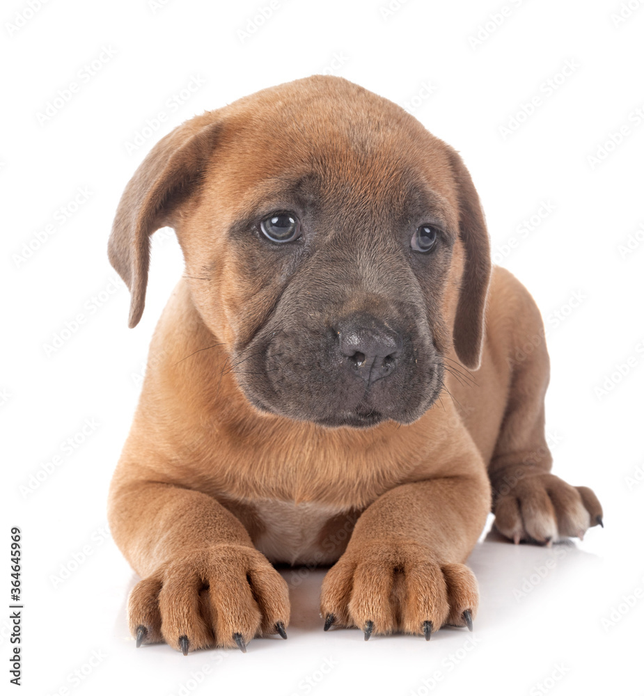Obraz premium puppy cane corso