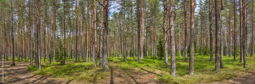 green pine forest panorama