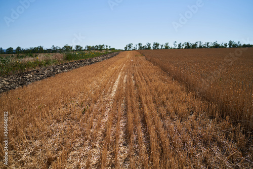 Wheat grows in a field on a farm, crop
