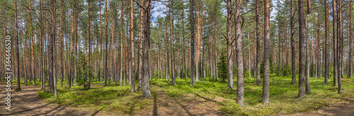 green pine forest panorama