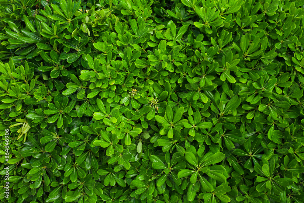 Green leaves of trees in sunlight Green leaves of trees in sunlight