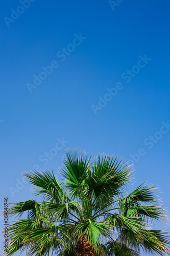 Green palm against blue sky