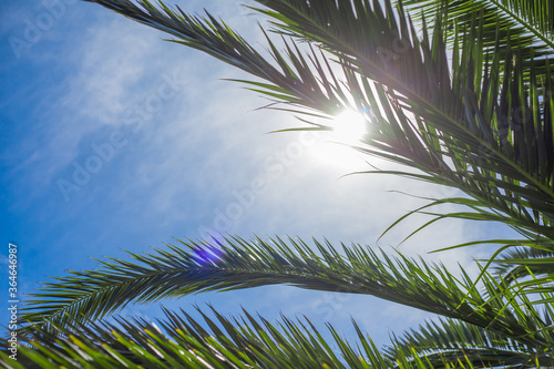 Palm leaves on a sunny sky background