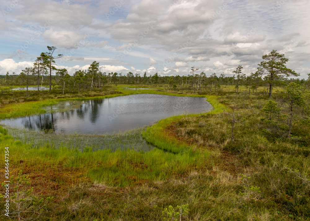 stunning bog views. beautiful clouds. View of the beautiful nature in the swamp - pond, pines, moss. Sunny day. a typical West-Estonian bog. Nigula Nature Reserve stunning bog views. beautiful clouds. View of the beautiful nature in the swamp - pond, pines, moss. Sunny day. a typical West-Estonian bog. Nigula Nature Reserve