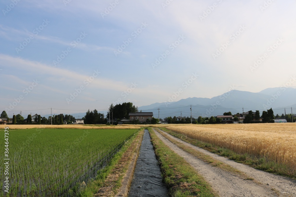 安曇野の農村風景麦畑と水田