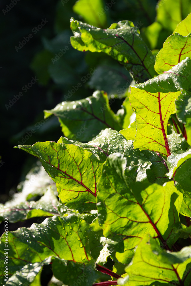 Obraz premium beet leaves on a bed in a garden in the evening light