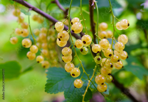 White currant berries on a bush in the middle of summer