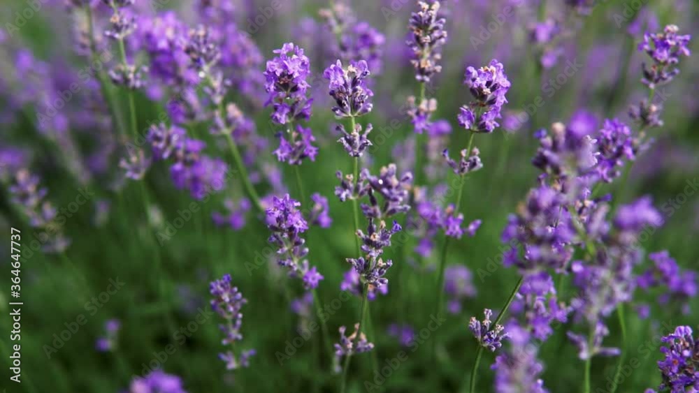 Bushes of flowering lavender on the field. Close-up. Bushes of flowering lavender on the field. Close-up.