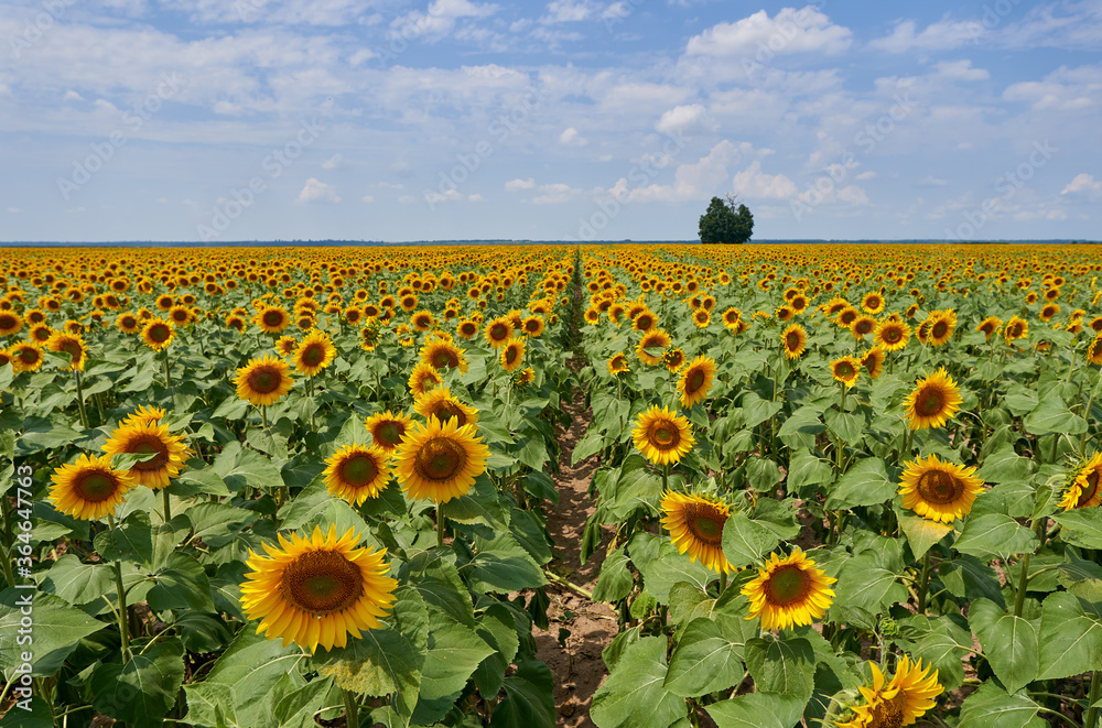 Obraz premium Sunflower field at sunset with tree