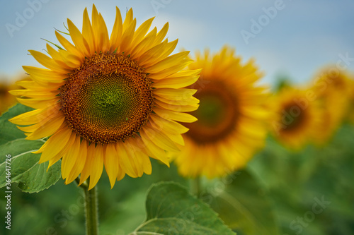 Sunflower field at sunset © Xalanx