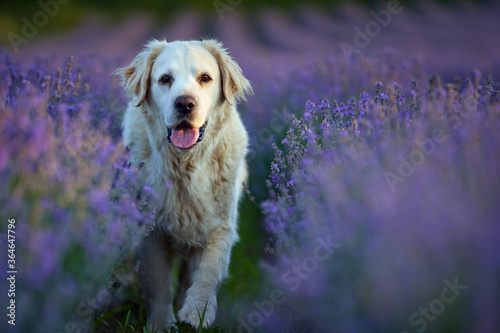 White dog in lavender © Xalanx