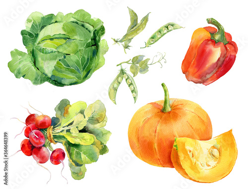 Watercolor vegetables set with radish, cabbage, pumpkin, green peas, bell pepper.