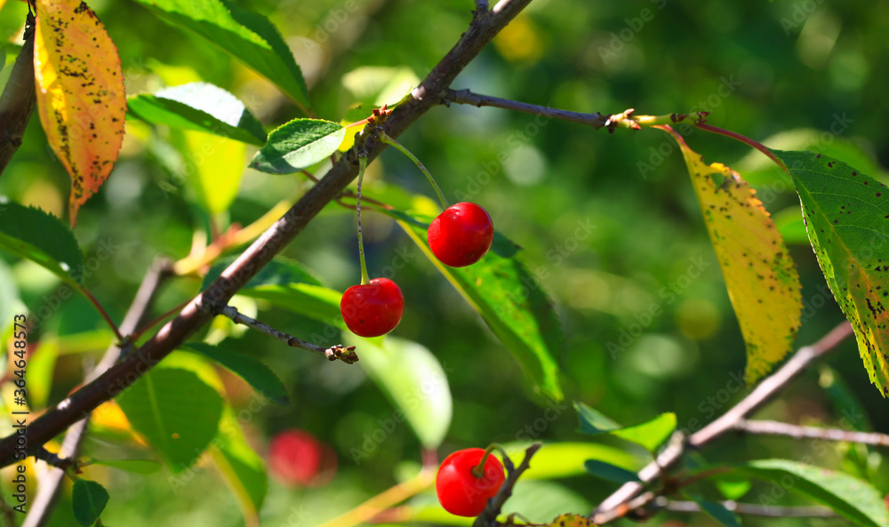 Cherries on the branches in the garden. Large and ripe berries. The cultivation of cherries. Fruit berries close - up among the leaves. Healthy eating concept.