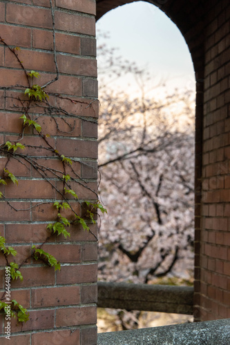 蔦が絡まったレンガ造りの建築物の窓から見える桜