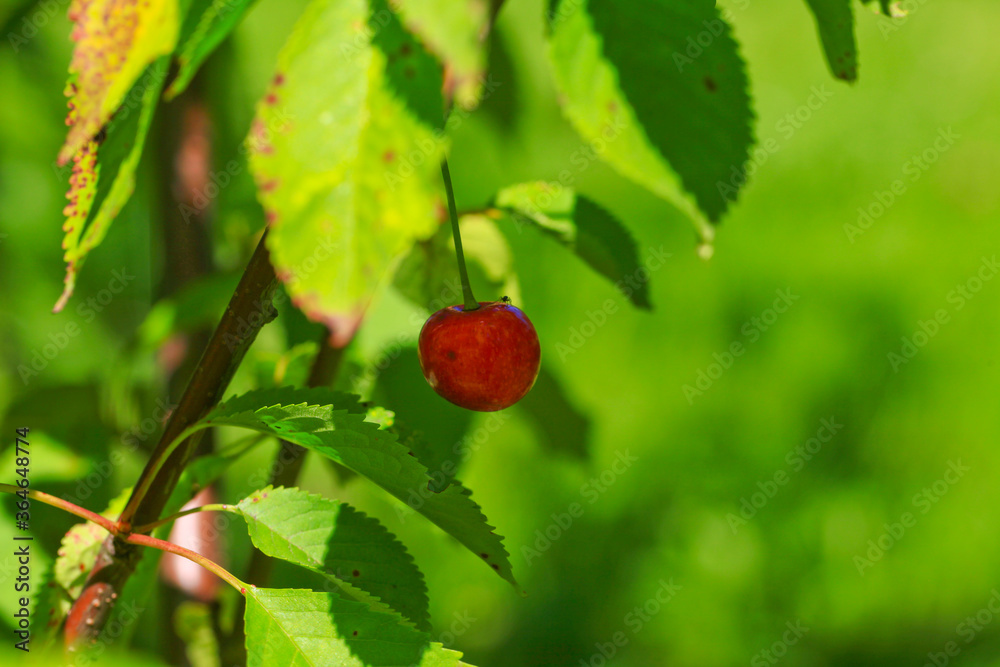 Cherries on the branches in the garden. Large and ripe berries. The cultivation of cherries. Fruit berries close - up among the leaves. Healthy eating concept. Cherries on the branches in the garden. Large and ripe berries. The cultivation of cherries. Fruit berries close - up among the leaves. Healthy eating concept.