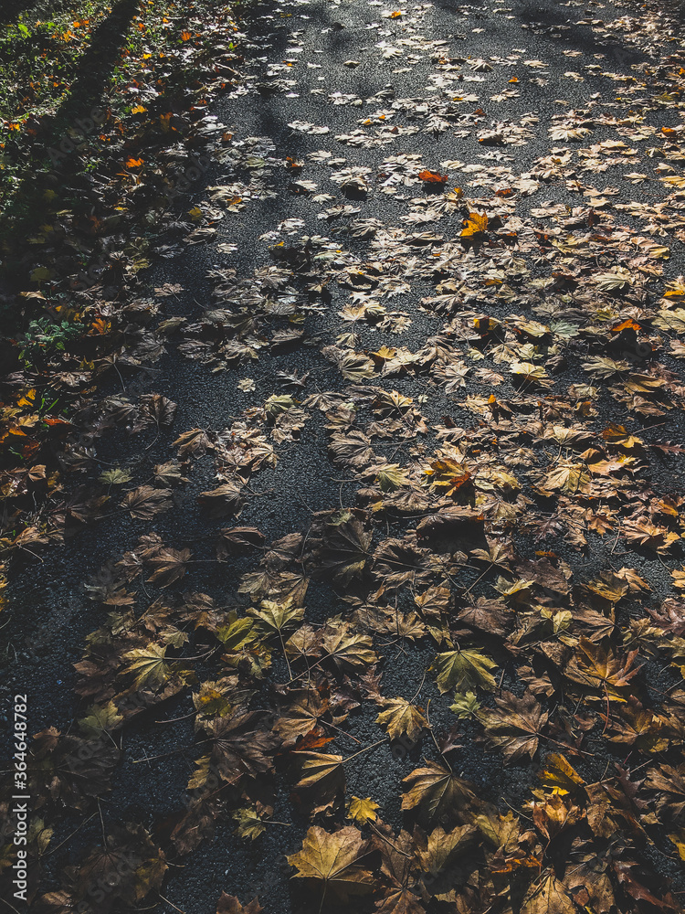 autumn leaves on the ground autumn leaves on the ground