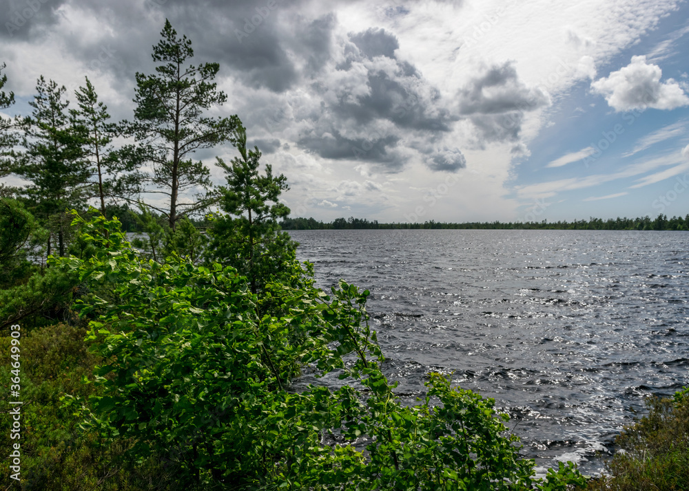 windy landscape with a swamp lake, the lake water ripples and trees move in strong winds windy landscape with a swamp lake, the lake water ripples and trees move in strong winds
