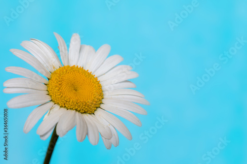 Camomile flower macro on Aqua background.