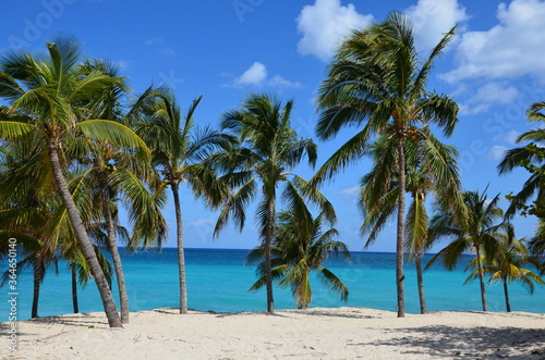 Fototapeta Naklejka Na Ścianę i Meble -  Palm trees on Varadero beach in Cuba, white sand, turquoise caribbean sea in the background, blue sky, a sunny day