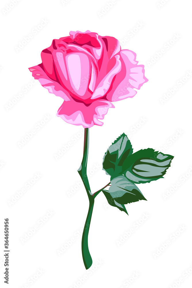 Pink rose flower with leaves.