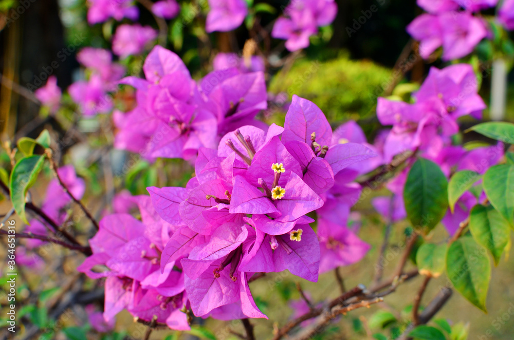 Bougainvillea in the garden park Bougainvillea in the garden park