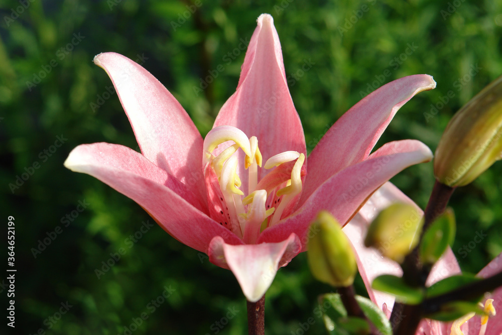 A close up of pink double lily of the 'Elodie' variety (Asiatic hybrid lily) in the garden A close up of pink double lily of the 'Elodie' variety (Asiatic hybrid lily) in the garden