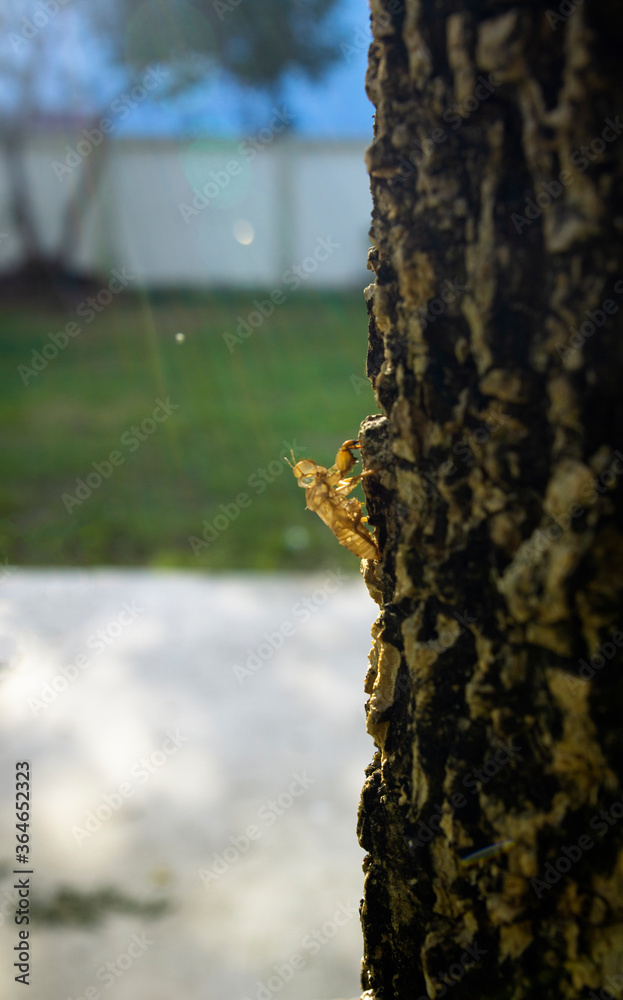 Obraz premium Cicada stain attaches on tree skin over fine green background in nature