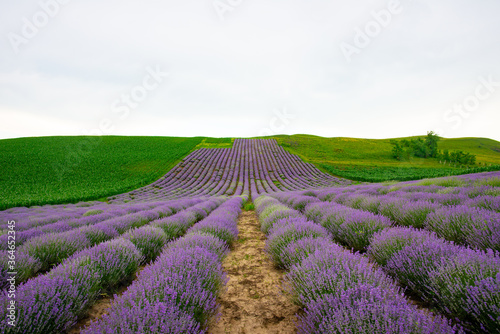purple lavender on the green plain