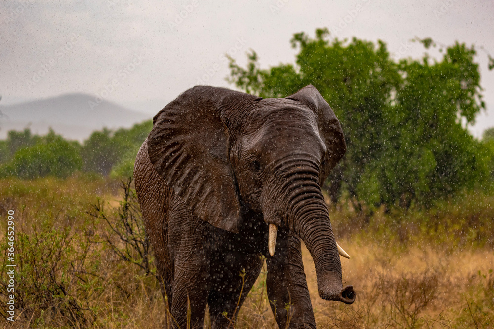 Elephant in african savannah in the rain