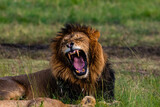 lion in the grass showing its teeth