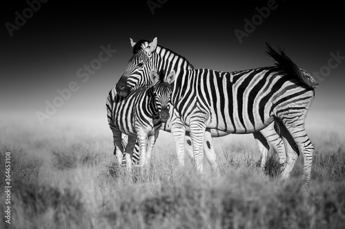 Fine art  black and white photo of two Burchell s zebra  Equus quagga burchellii  mother and foal  african animals in savanna against dark background. Etosha  Namibia safari.