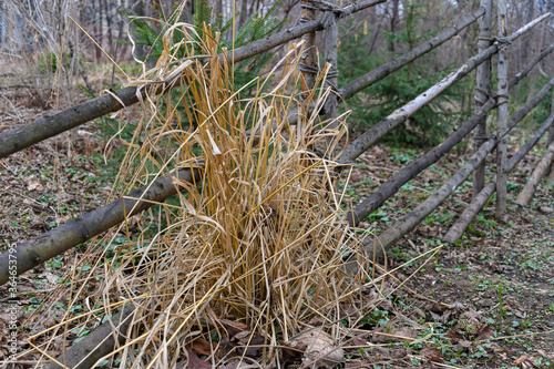 A tall Bush of dried grass near the fence of poles. Spring rural landscape.