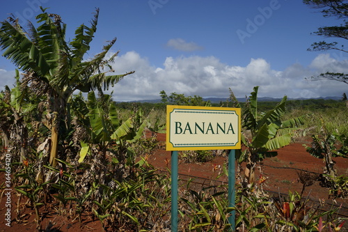 hawaii plantation