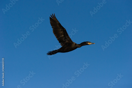 Black Bird Flying
