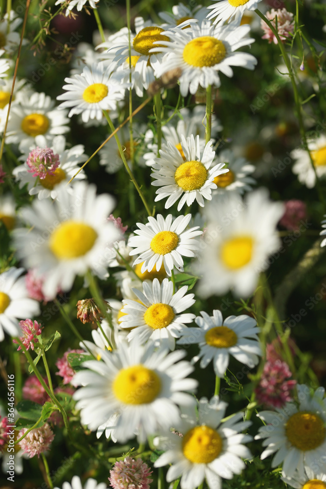 Field of daisies, clovers and herbs. Russia, Moscow Region, July. Field of daisies, clovers and herbs. Russia, Moscow Region, July.