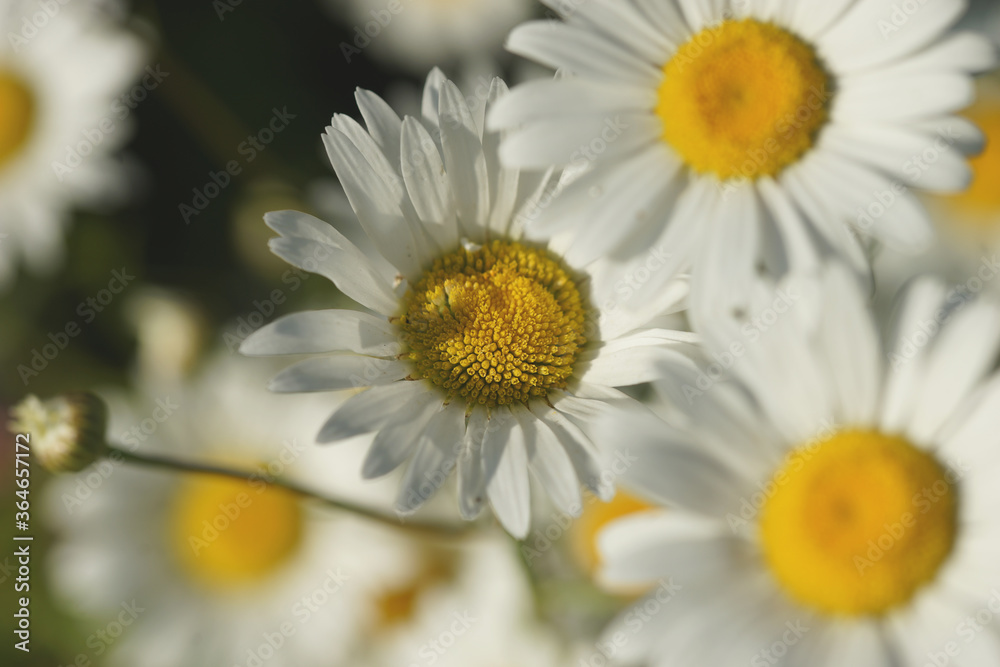 Field of daisies, clovers and herbs. Russia, Moscow Region, July. Field of daisies, clovers and herbs. Russia, Moscow Region, July.