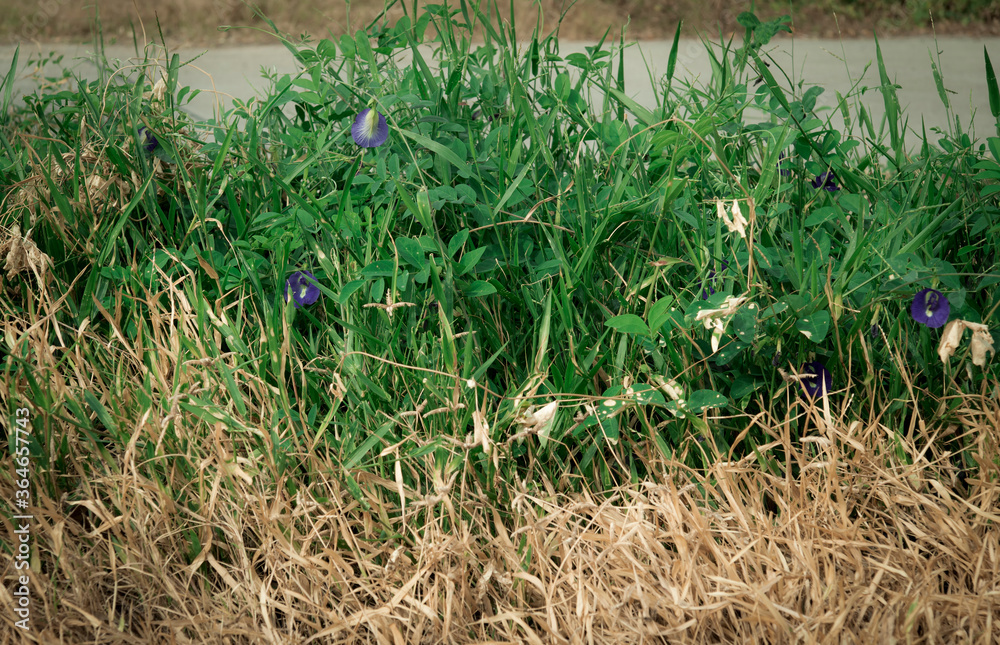 contrast view of dry dead grass and fresh green Butterfly pea, after herbicide spray . for background contrast view of dry dead grass and fresh green Butterfly pea, after herbicide spray . for background