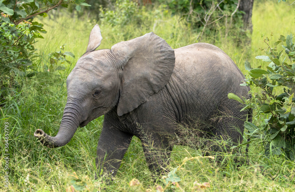 Close up of a Elephant calf playing in the grass