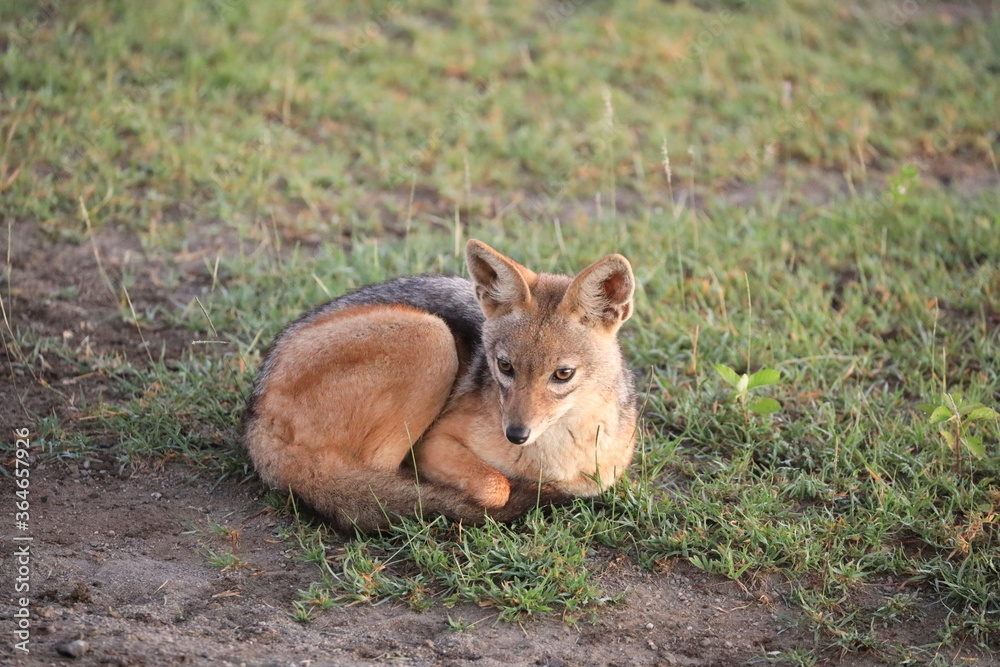 Ndutu Nationalpark, Tansania, Februar 2020 Ndutu Nationalpark, Tansania, Februar 2020