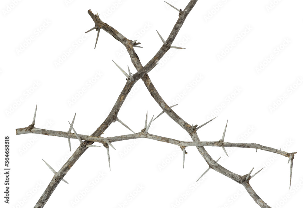 Fototapeta premium isolated thorn branch triangle frame on white background , clipping path