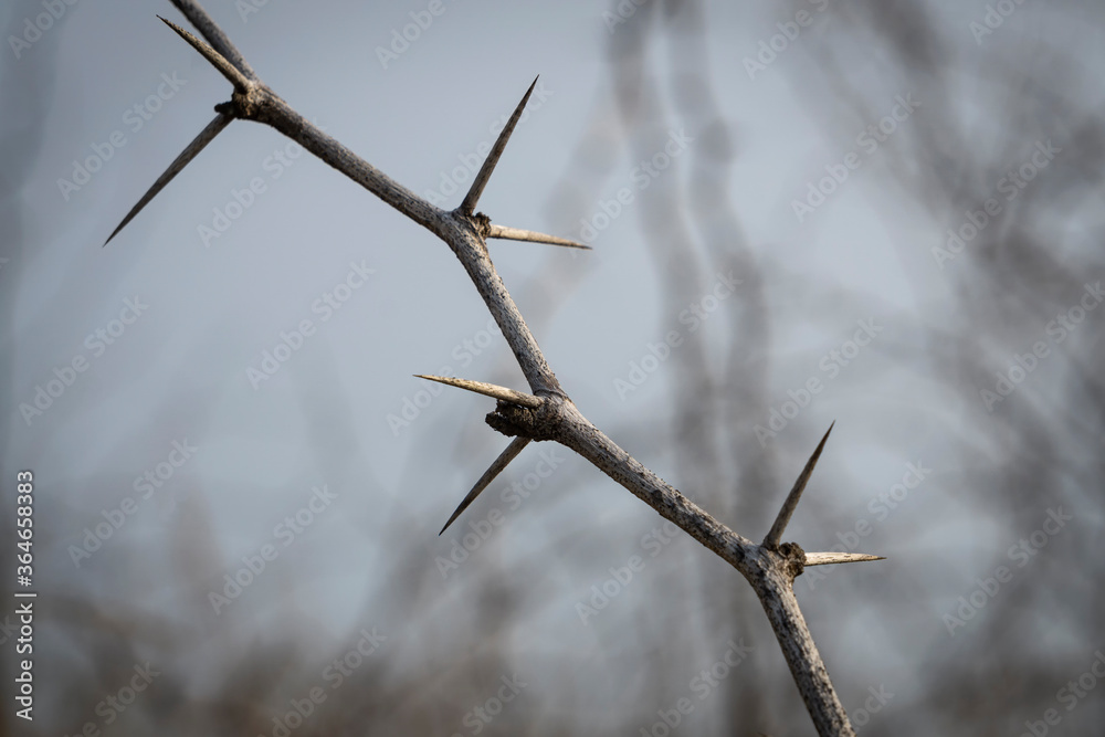 frame of thorns branch on cloudy sky background with copy space frame of thorns branch on cloudy sky background with copy space