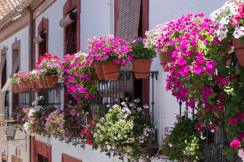 typical pots with fusia flowers hanging on the balconies  Cordoba. Spain