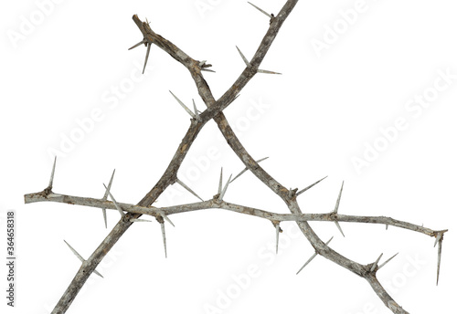 isolated  thorn branch triangle frame on white background   clipping path